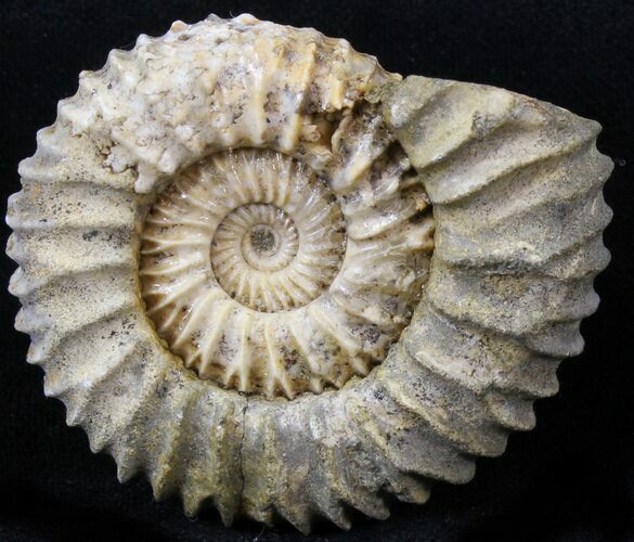 Pavlovia Ammonite Fossil - Siberia #29728
